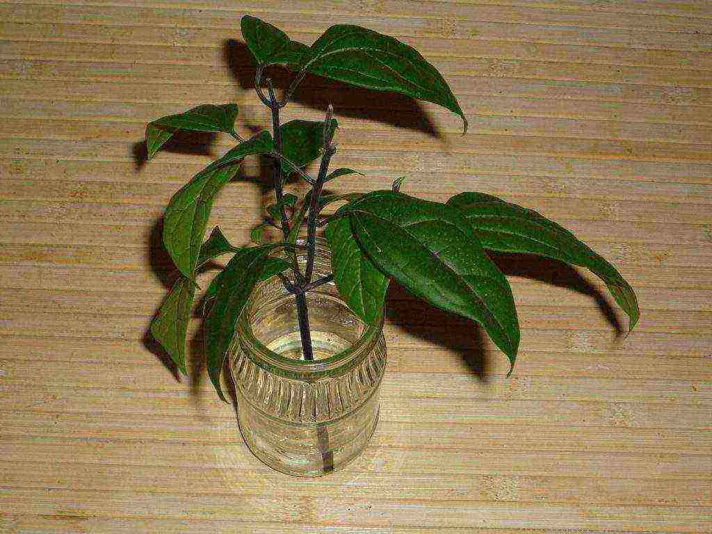 كيف ينمو clerodendrum في المنزل