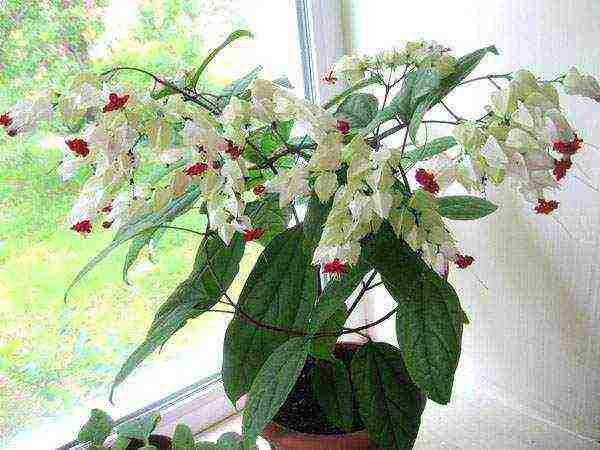 كيف ينمو clerodendrum في المنزل