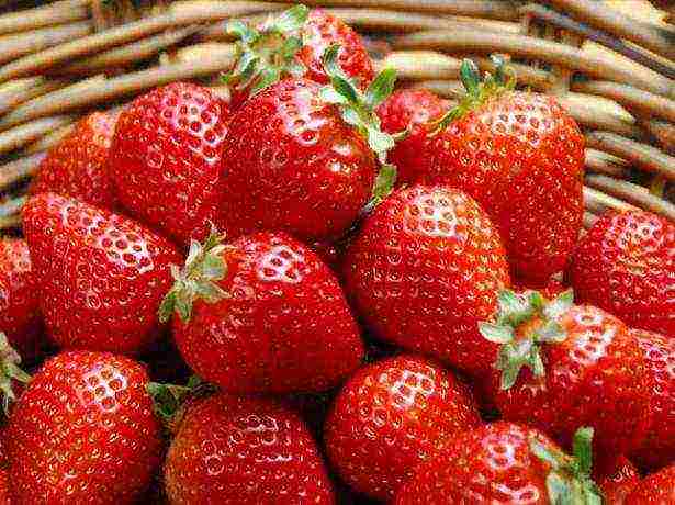 how to grow strawberries at home at home