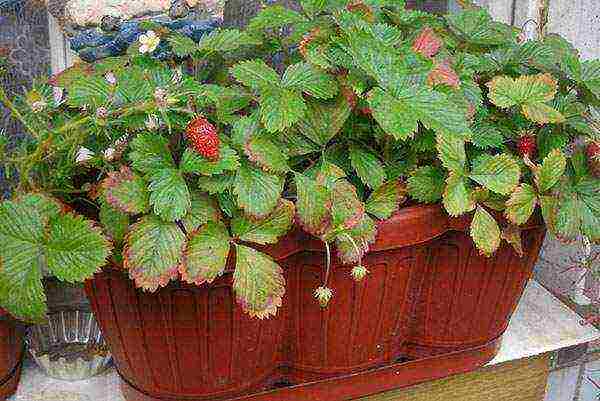 kung paano palaguin ang mga strawberry sa bahay sa bahay