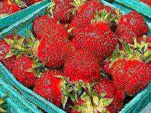 kung paano palaguin ang mga strawberry sa bahay sa bahay