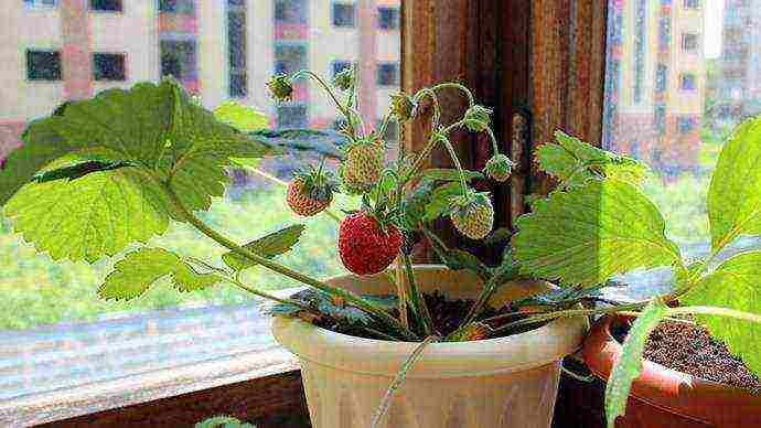 kako uzgajati jagode na prozorskoj dasci tijekom cijele godine