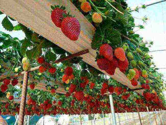 how to grow strawberries using Dutch technology