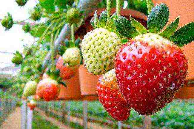how to grow strawberries using Dutch technology