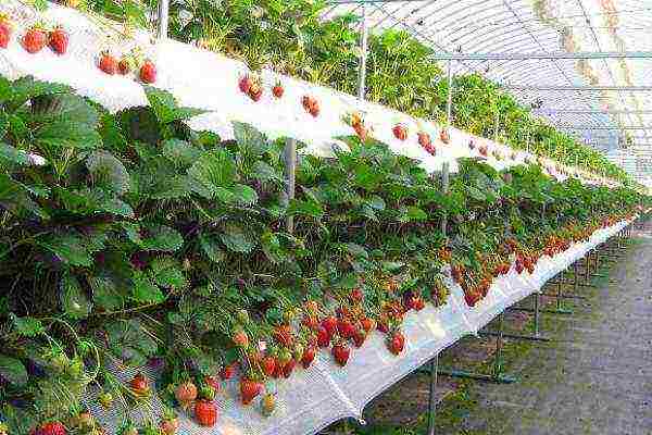 how to grow strawberries using Dutch technology