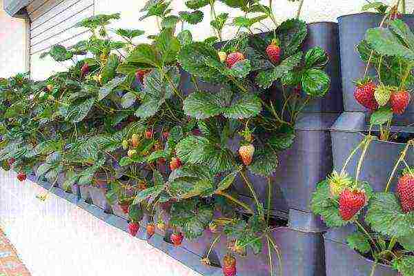 how to grow strawberries using Dutch technology