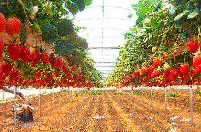 كيفية زراعة الفراولة باستخدام التكنولوجيا الهولندية
