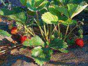 how to grow strawberries outdoors agrofibre
