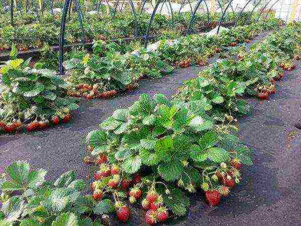 kung paano palaguin ang mga strawberry sa labas ng agrofibre