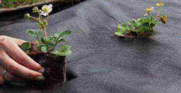 how to grow strawberries outdoors agrofibre