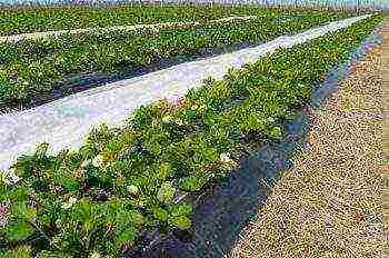 how to grow strawberries outdoors agrofibre