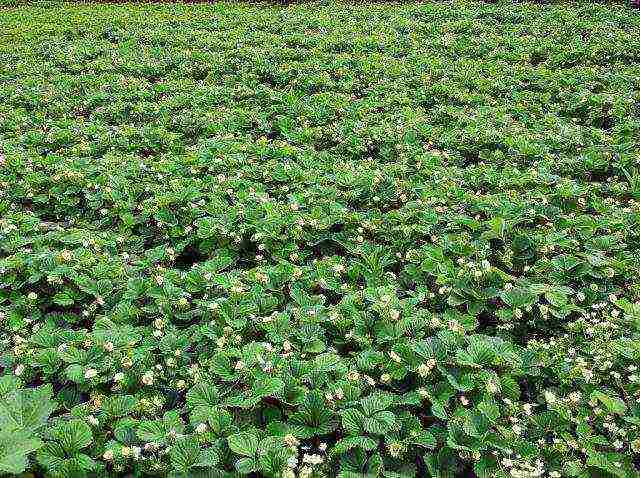 kung paano palaguin ang mga strawberry sa labas nang sunud-sunod