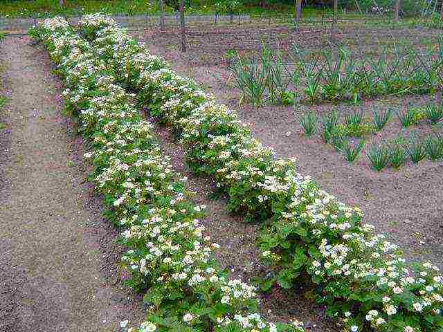 kung paano palaguin ang mga strawberry sa labas nang sunud-sunod