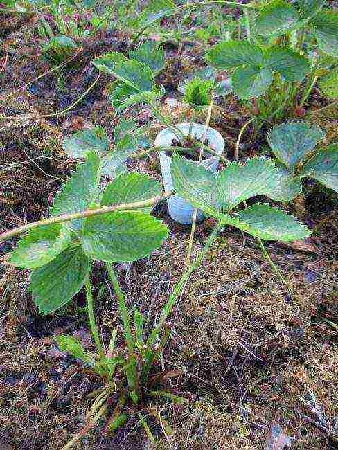 how to grow strawberries outdoors step by step