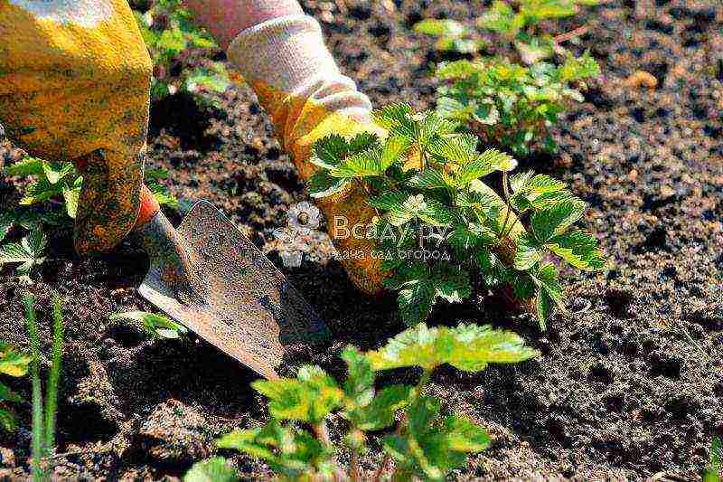 how to grow strawberries outdoors step by step