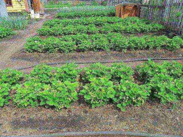 how to grow strawberries outdoors step by step