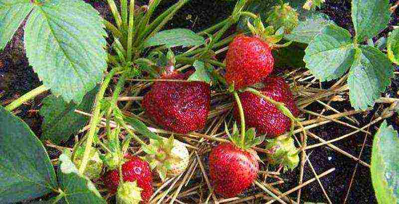 kung paano palaguin ang mga strawberry sa labas ng siberia