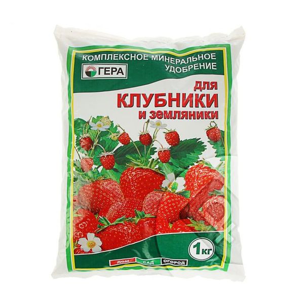 how to grow strawberries outdoors in siberia