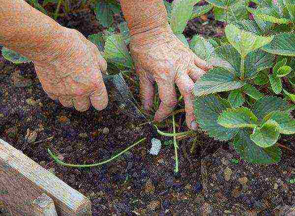 kung paano palaguin ang mga strawberry sa labas ng siberia