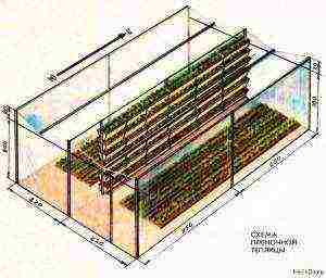 kung paano mapalago ang mga strawberry sa isang greenhouse sa buong taon na negosyo