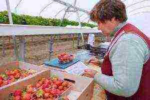 how to grow strawberries in a greenhouse all year round business