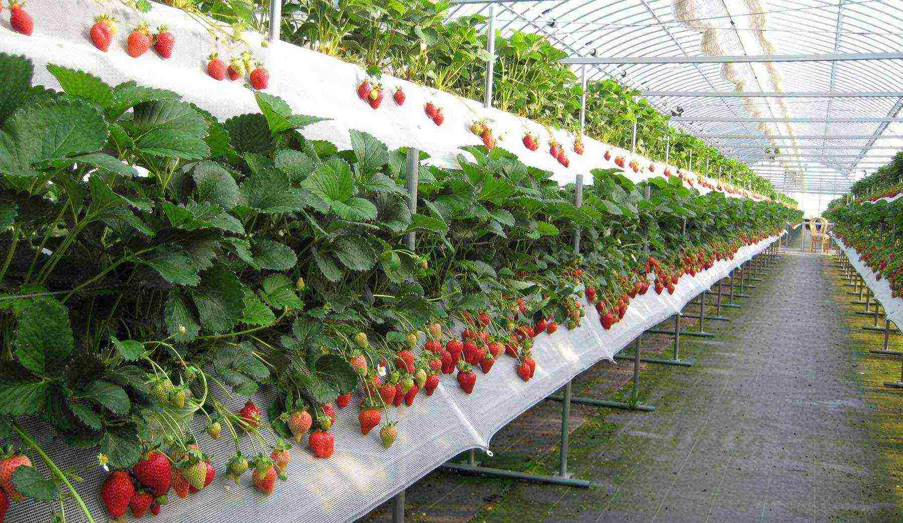 kung paano mapalago ang mga strawberry sa isang greenhouse sa buong taon na negosyo