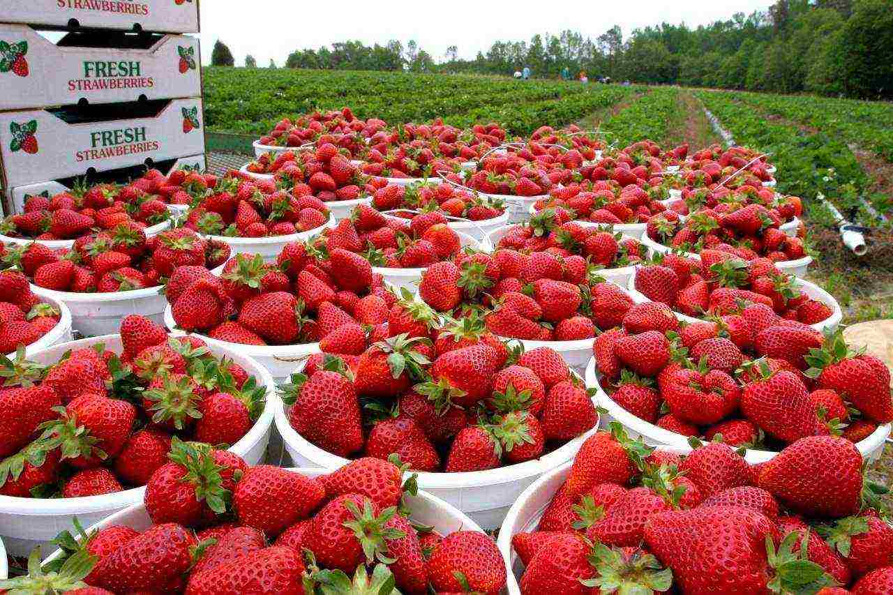 kung paano mapalago ang mga strawberry sa isang greenhouse sa buong taon na negosyo