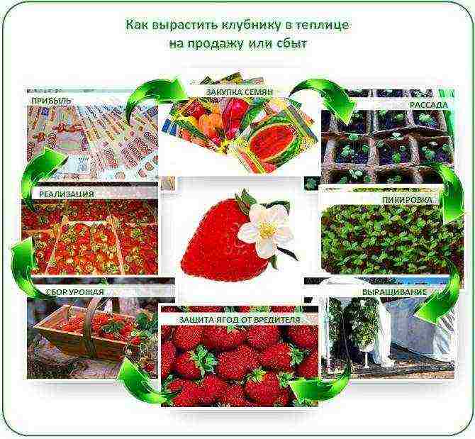 how to grow strawberries in a greenhouse all year round business