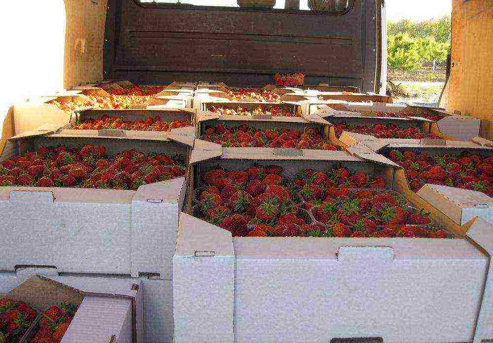 kung paano mapalago ang mga strawberry sa isang greenhouse sa buong taon na negosyo