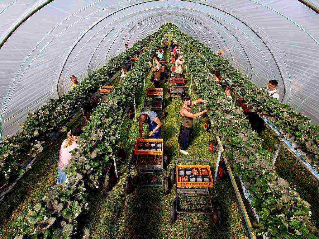 kung paano mapalago ang mga strawberry sa isang greenhouse sa buong taon na negosyo