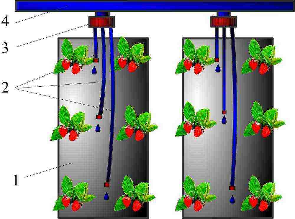 how to grow strawberries in a greenhouse all year round business