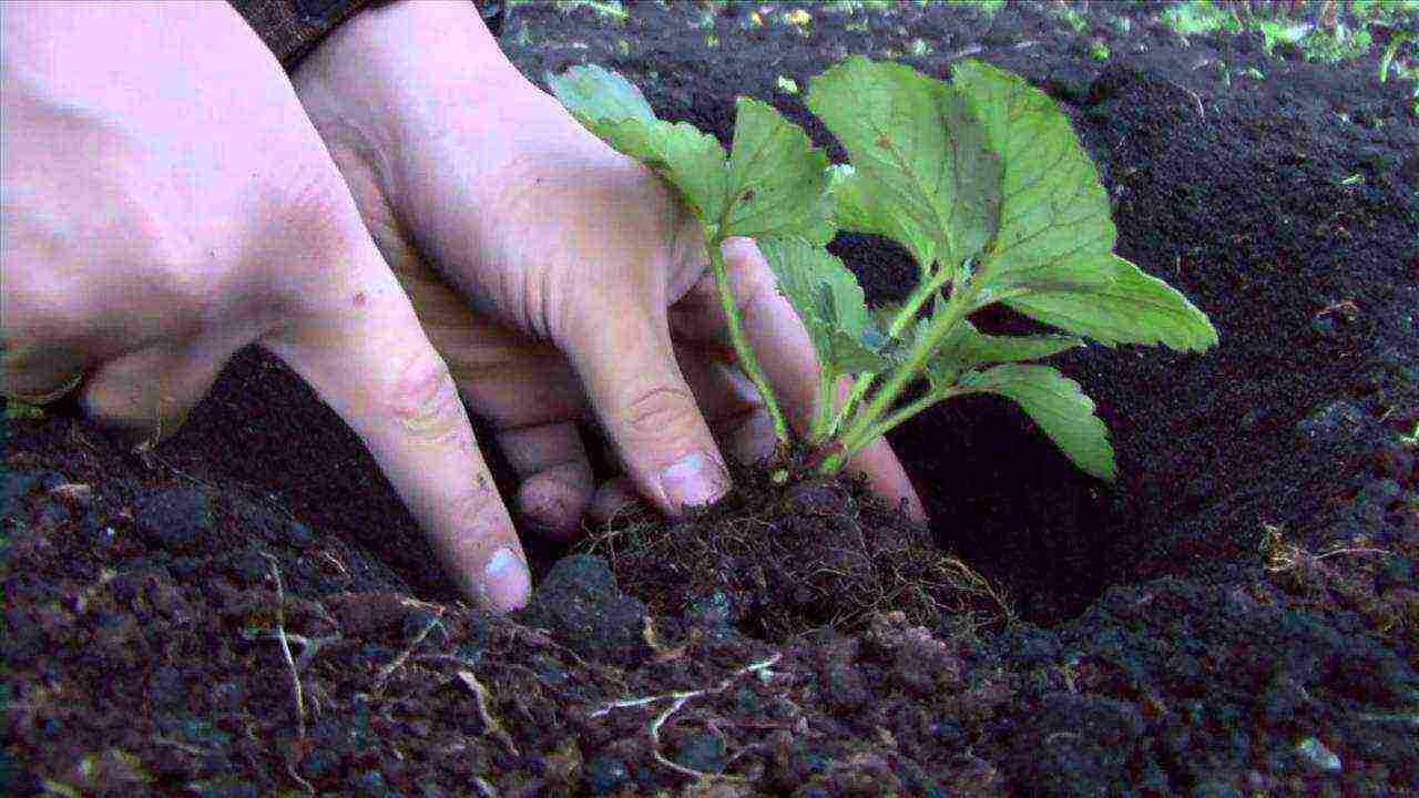 how to grow strawberries in a greenhouse all year round business