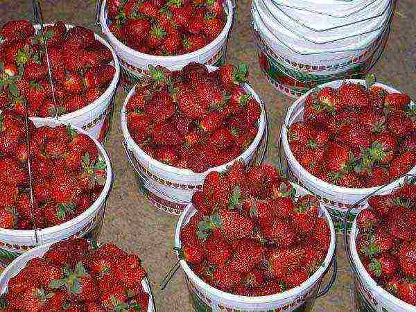 kung paano mapalago ang mga strawberry sa isang greenhouse sa buong taon na negosyo