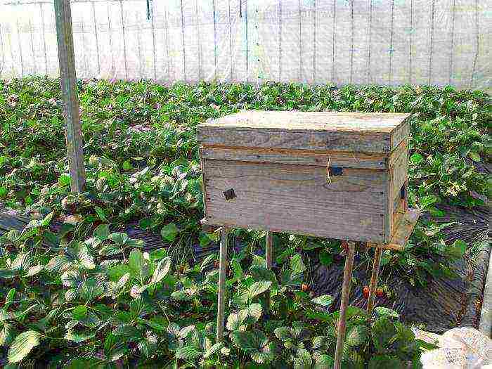 how to grow strawberries in a greenhouse all year round business