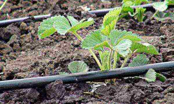 how to grow strawberries in a greenhouse all year round business