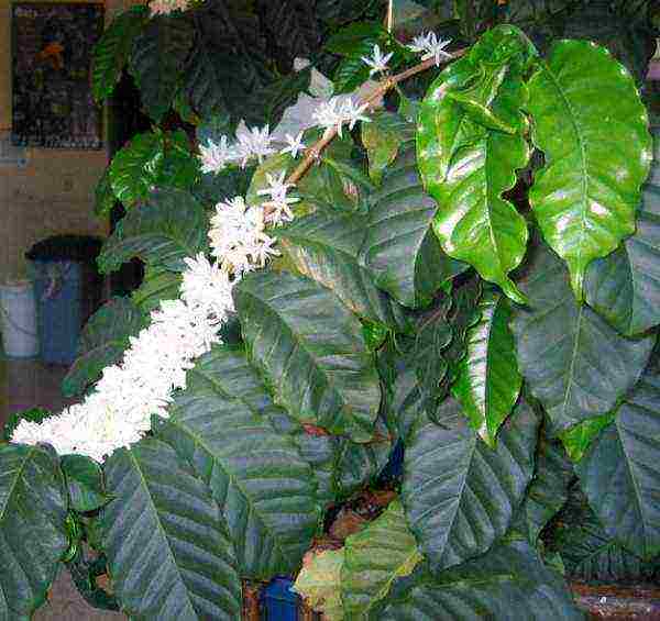 how to grow coffee at home disease
