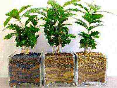 how to grow a coffee tree at home