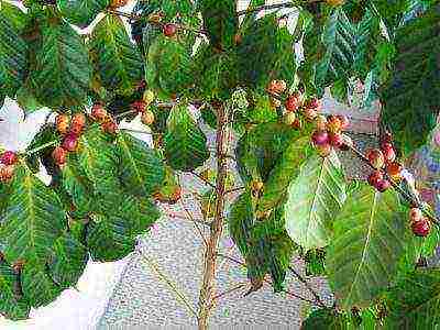 how to grow a coffee tree at home