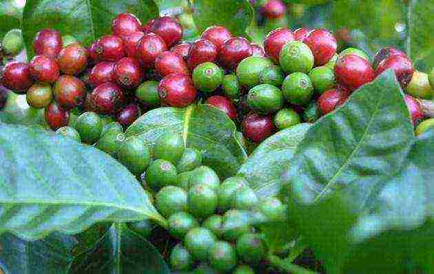 how to grow a coffee tree at home