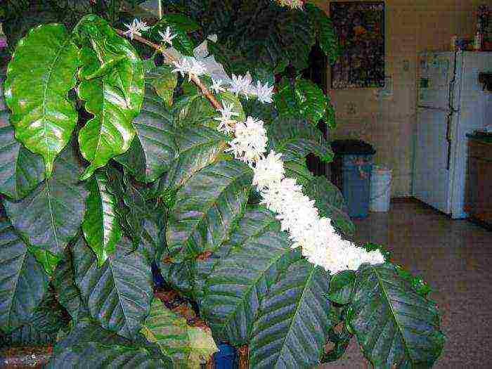 how to grow a coffee tree at home