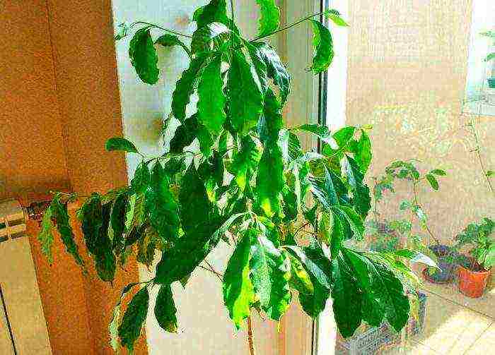 how to grow a coffee tree at home