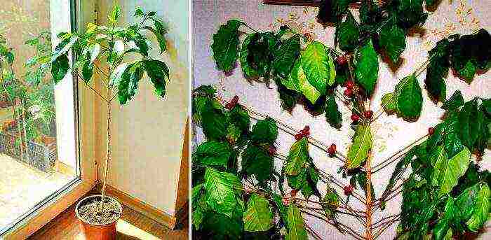 how to grow a coffee tree at home