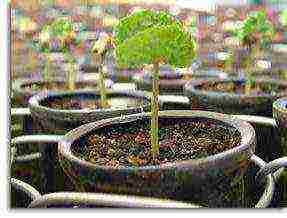 how to grow a coffee tree at home