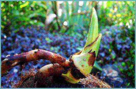 how to grow coconut at home