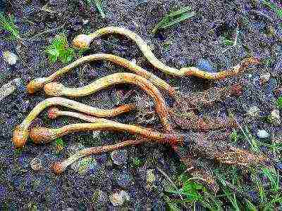 how to grow cordyceps at home