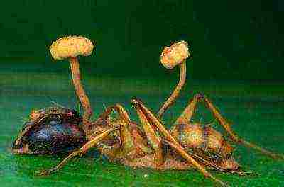 kung paano mapalago ang cordyceps sa bahay