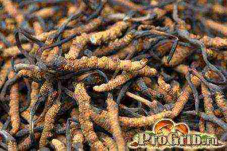 how to grow cordyceps at home