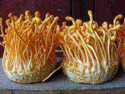 how to grow cordyceps at home