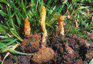 how to grow cordyceps at home