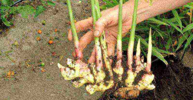 how to grow ginger root at home